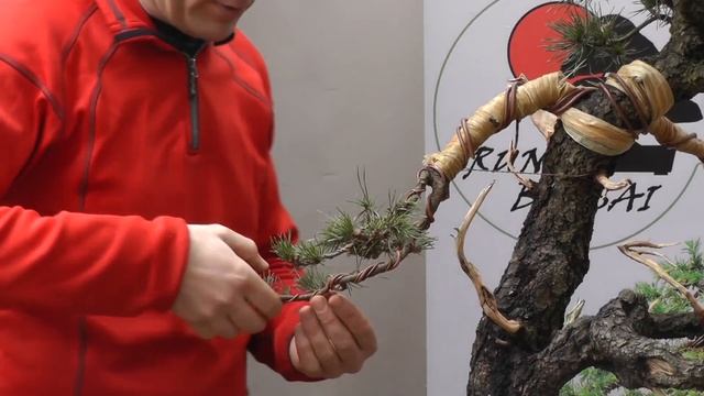 TRABAJO SOBRE PINO NEGRO O PINUS UNCINATA смотреть онлайн