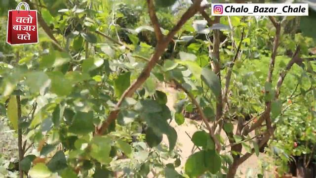 बड़े बड़े प्लांट यहाँ ख़रीदे होलसेल रेट में | Plants for Hotel, Resorts, Gardens & Temples on Wholesal смотреть онлайн