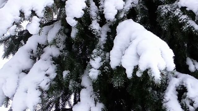 Магия трав - МОЖЖЕВЕЛЬНИК смотреть онлайн