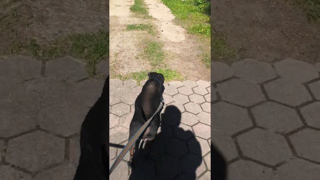 Щенок Чунцина Пэт класса для души и любви 🧡 смотреть онлайн