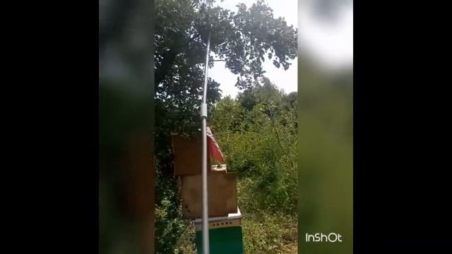 Вышел рой пчёл смотреть онлайн