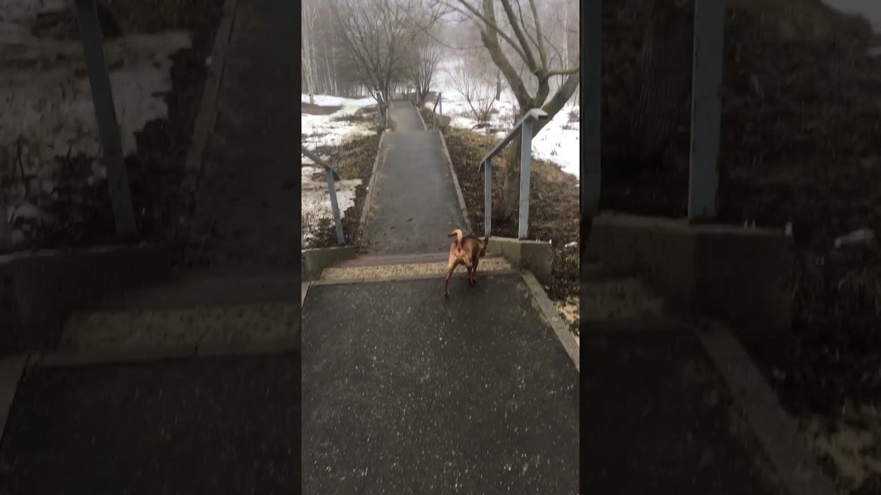 Гуляем с Риччи 26.03) #dog #собака #гуляюссобакой смотреть онлайн