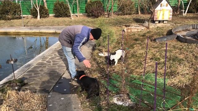 Старые французские бульдоги важнее нового телефона ? смотреть онлайн