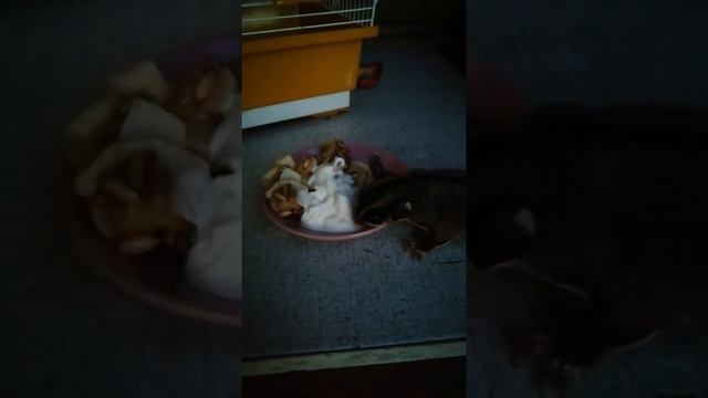 Австралийский сахарный поссум смотреть онлайн
