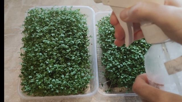 Микрозелень. Как вырастить на льняном коврике смотреть онлайн