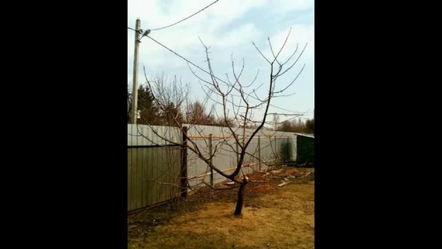 Обрезка плодовых деревьев смотреть онлайн