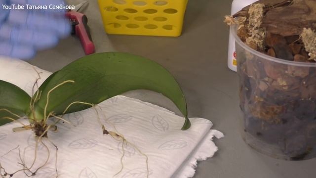 Бактериоз.  Бактериальная гниль на орхидее фаленопсис.