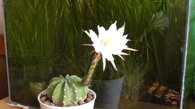 Кактус цветёт возле аквариума смотреть онлайн