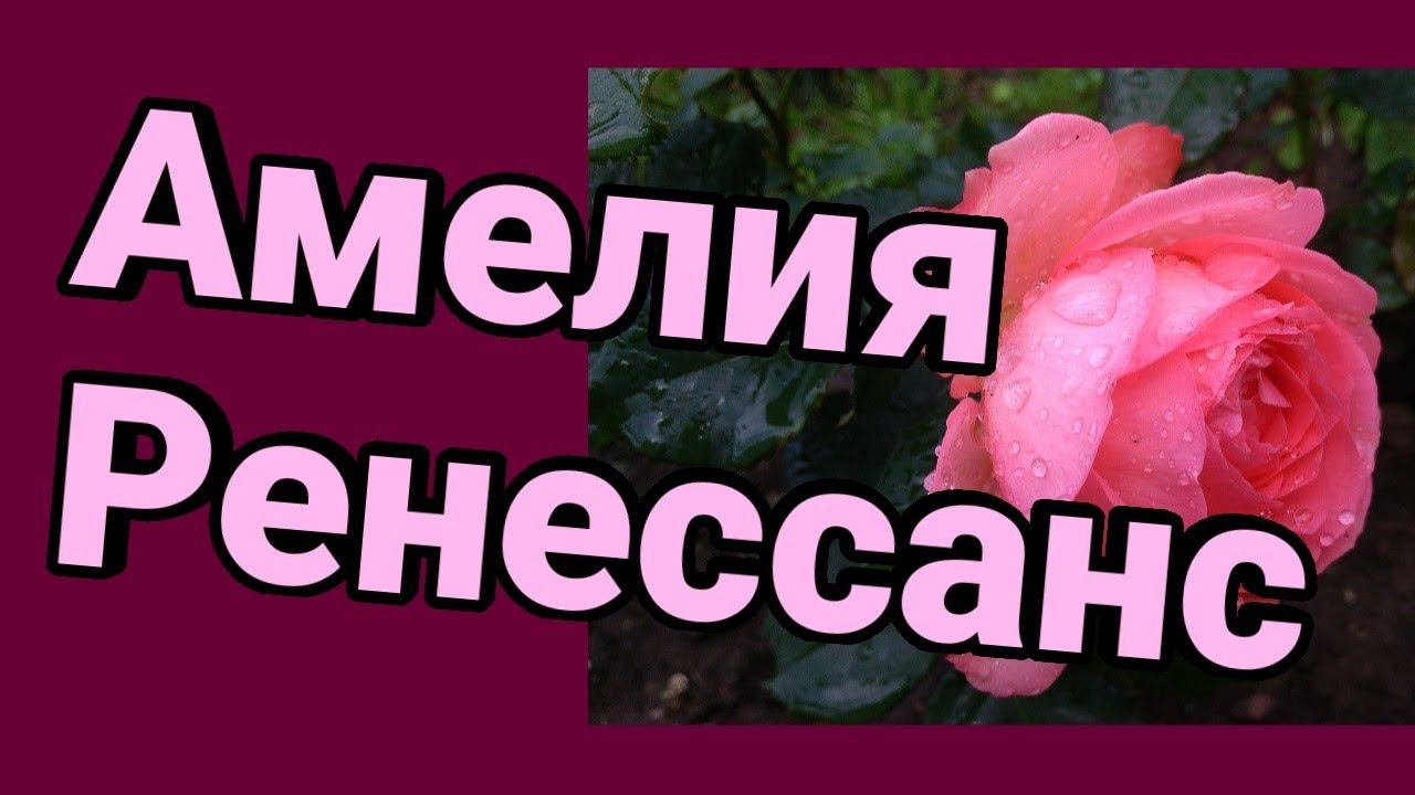 Роза Амелия Ренессанс смотреть онлайн