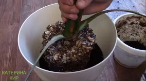 КАК БЫСТРО ПЕРЕСАДИТЬ ФИНИКОВУЮ ПАЛЬМУ//КАТЕРИНА КИР