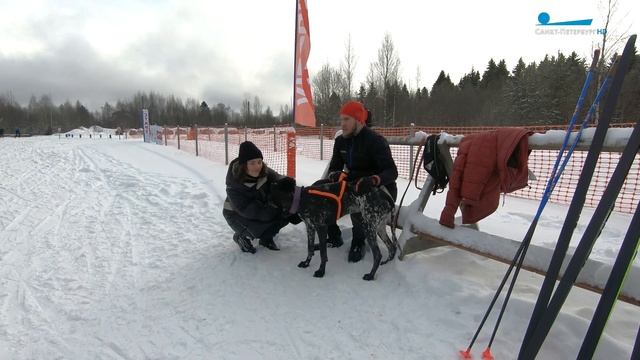 Лыжи, палки и хвосты: что такое скиджоринг смотреть онлайн