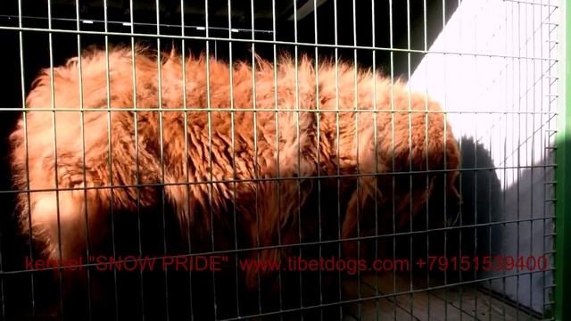 CIMG3555а смотреть онлайн