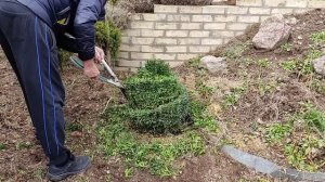 простая стрижка самшита