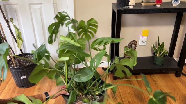 Making Moss Poles for my Monstera and Syngonium Houseplants смотреть онлайн