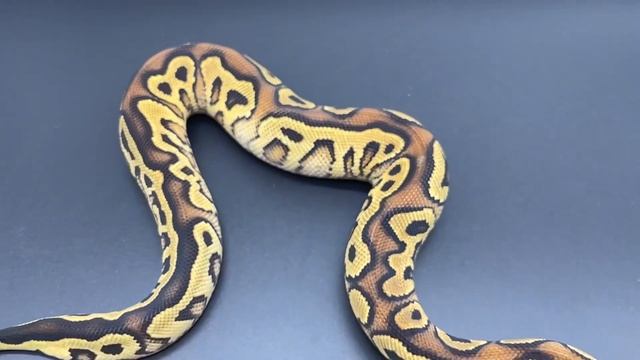 Yellowbelly Clown 21.3.CExJA.3 смотреть онлайн