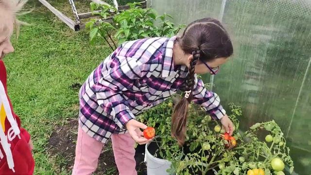 Томаты в горшках Арбузы и дыни в Беларуси смотреть онлайн