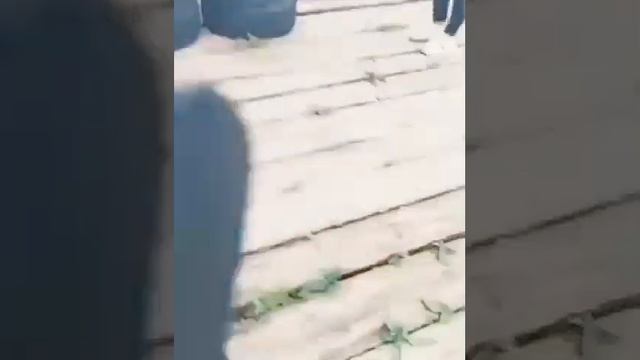 Летучая мышь Олег смотреть онлайн