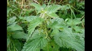 крапива двудомная и крапива жгучая отличия