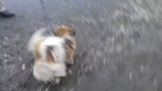 Собака нападает часть 2 смотреть онлайн