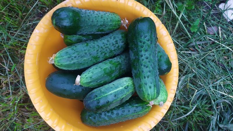 Сбор урожая свеженьких огурчиков. смотреть онлайн