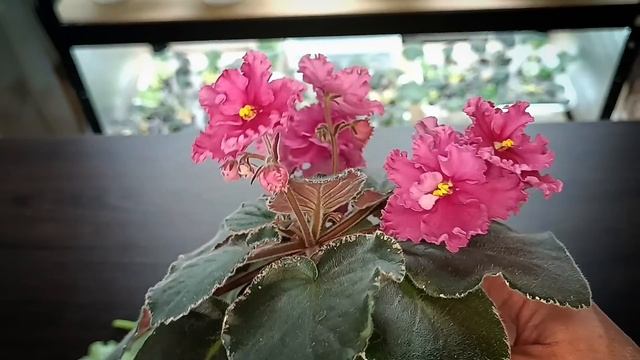 СТИМУЛЯЦИЯ ФИАЛКИ ! ДЕЛАЕМ ТАК !