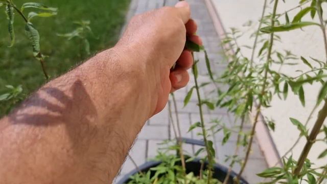 VERBENA🌿PLANTA MIRACOL 🌿AM CULES DE PE INTERNET CÂTEVA INFORMAȚII PE CARE VI LE DAU ȘI VOUĂ ❤️ смотреть онлайн