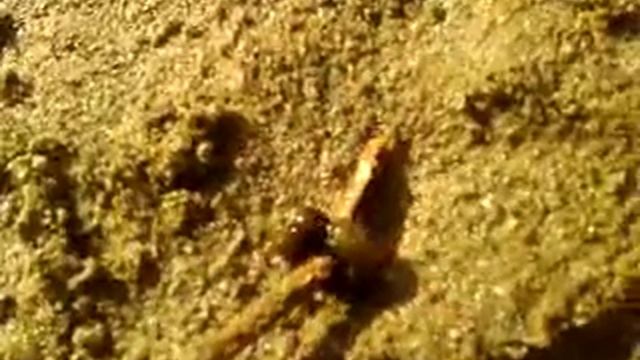 Мистическое животное на берегу Урала / The mystical animal on the banks of the Russia смотреть онлайн