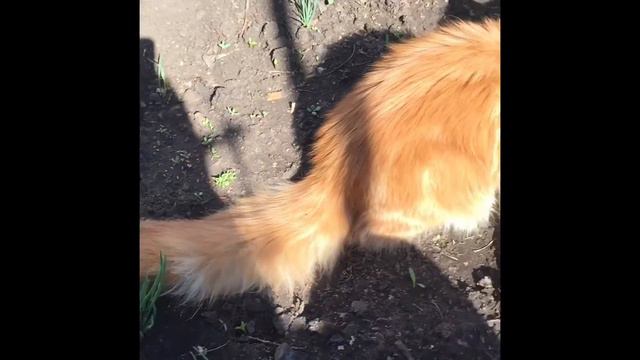 Котенок Мейн-кун Семён ОХОТИТСЯ на мошек в саду! смотреть онлайн