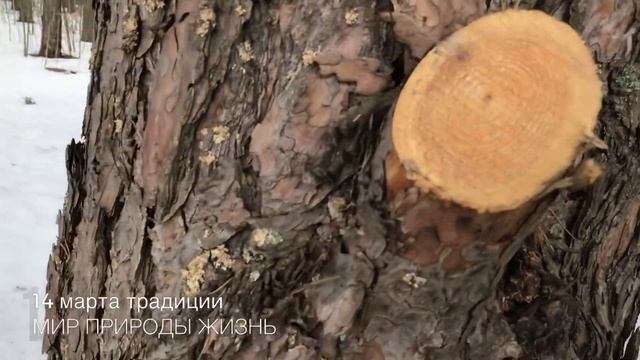 14 марта Евдокия Весновка или Авдотья Плющиха, поверья и традиции дня смотреть онлайн
