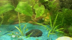 Сомики анциструсы (прилипалы). Как отличить самца от самки?