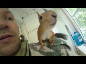 БУДНИ ДОМАШНЕЙ БЕЛКИ. БЕЛКА КУШАЕТ ГРИБЫ, РАДА ВКУСНОСТЯМ ИЗ ЛЕСА.