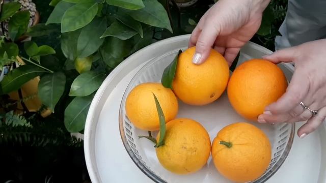 Апельсин Вашингтон Навел, Апельсин Гамлин