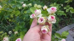 роза мими Эден