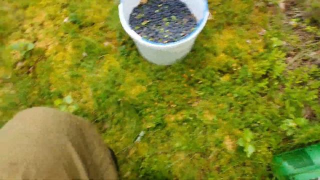 Первый сбор черники! Дальняя поездка! Результаты.