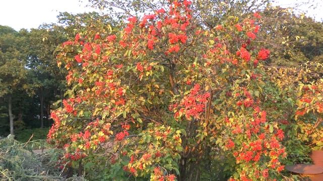 Как выращивать и использовать ягоду калины смотреть онлайн