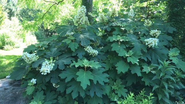 Hydrangea quercifolia, Oakleaf Hydrangea смотреть онлайн