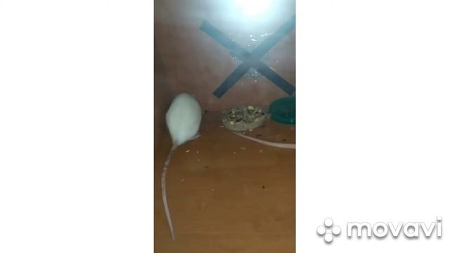 Размножение крыс, о рождении крысята, мои крысы, беременная крыса смотреть онлайн