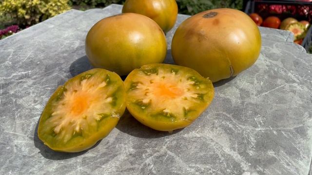 Томат СОВЕРШЕННЫЙ ГНОМ ( Dwarf Parfait Tomato)