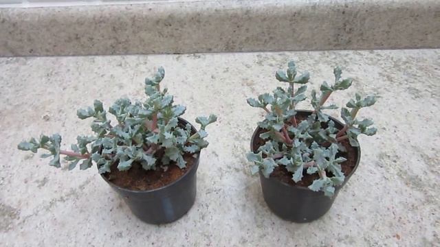 #Suculentadodia! | Oscularia Deltóides