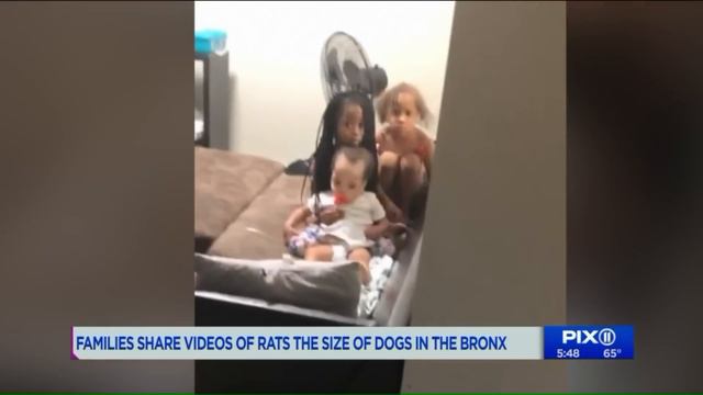 Disturbing videos show rats `as big as dogs` taking over Bronx building смотреть онлайн