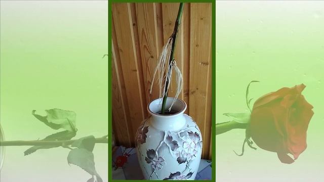 История одной розы смотреть онлайн