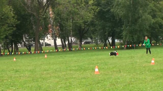 Дружинина Татьяна бордер колли Гайка смотреть онлайн