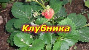 Клубника - результаты