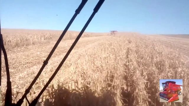 Палессе GS-1218 в горах Черкесии на Кукурузе . смотреть онлайн