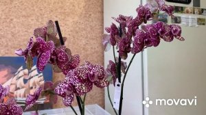 Сравнение Орхидей Дикий кот Азия и Голландия!?