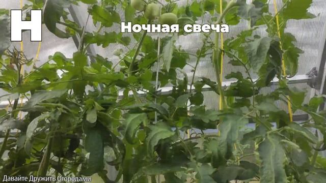 Томаты на букву Н. ПОЛНЫЙ ОБЗОР. ОТ А ДО Я смотреть онлайн