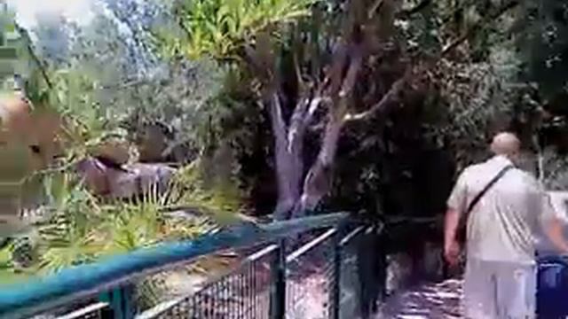 10 июля 2010 иерусалимский зоопарк смотреть онлайн