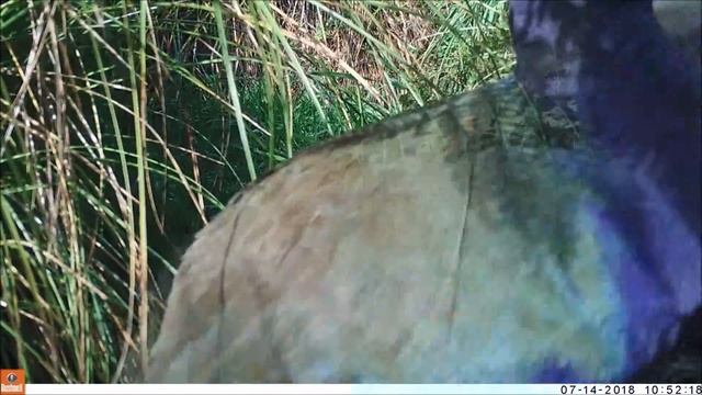 Takahe Getting Rough With Their Feeding Station