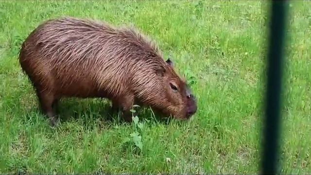 #Зоопарк, #Ростов-на-Дону.  #Слоны, #обезьяны большие и малыши, #капибара, #маралы. #Дети рисуют