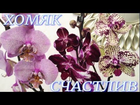 №617/ ОХ и НАКУПИЛА!!! ХОМЯК счастлив.